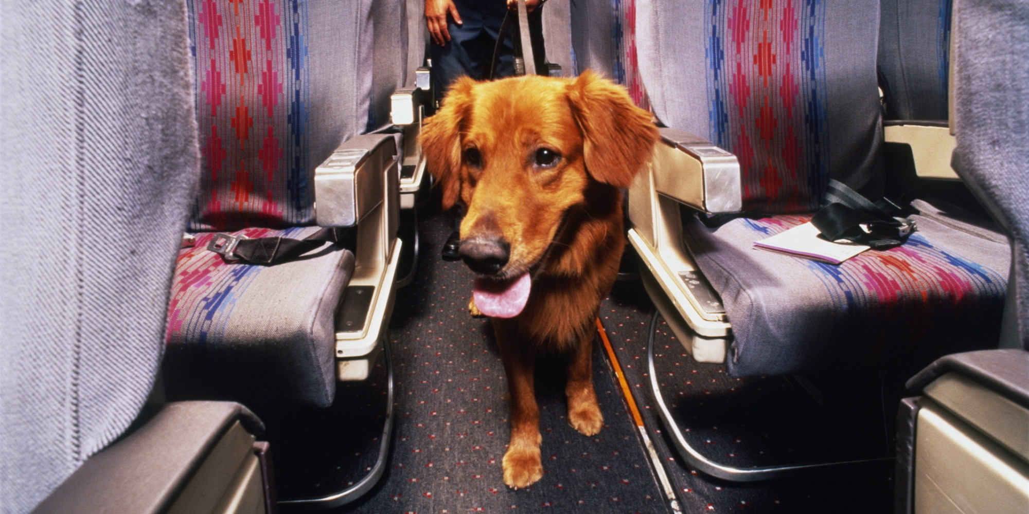 Flying with Your Service or Emotional Support Animal