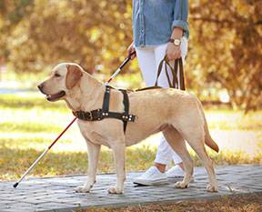 Your Access to Public Places When Accompanied by a Service Animal