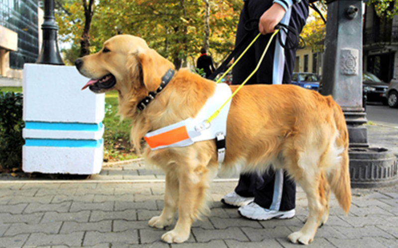 Service and Assistance Animals at Work
