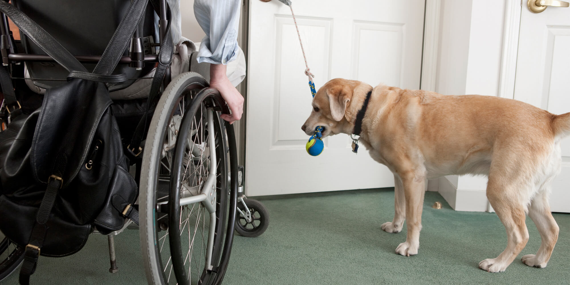 Housing with an Assistance Animal